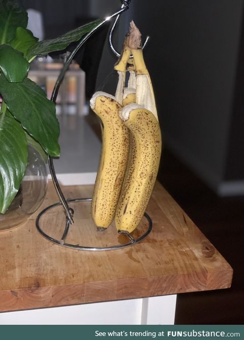 Our bananas committed suicide overnight
