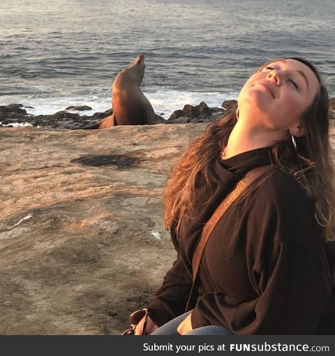 Sometimes you just need to sit in the sun and look fabulous. This sea lion gets it