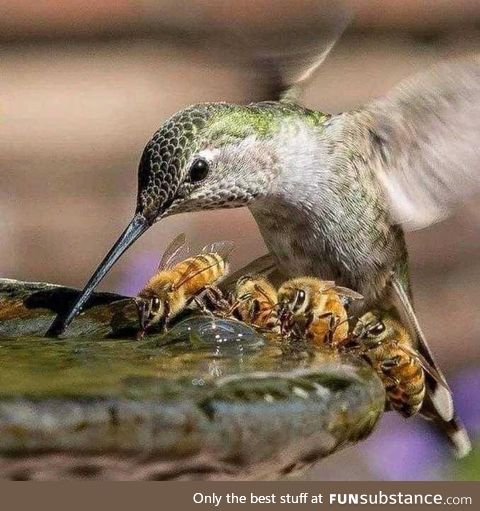 Hummingbird and bees sharing water by Toshiyasu Morita