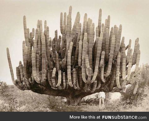 Massive cactus in Mexico, 1895