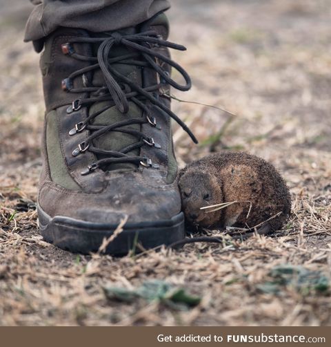 A rat fleeing from devastating wildfires in Argentina takes refuge at a firefighter's feet