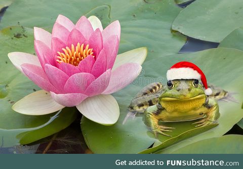 Froggo Fun #317 - Santa Frog at the North Pad