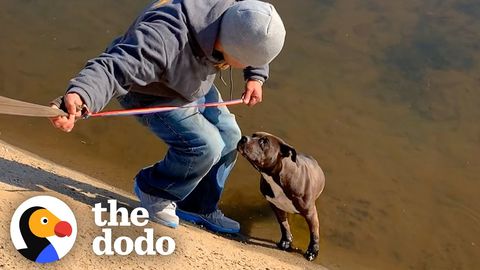 Pulling a Pittie out of a canal