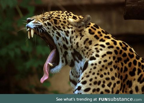 Danger yawns