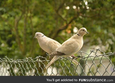 Eurasian collared doves, or as we Norwegians call them, Turkish doves