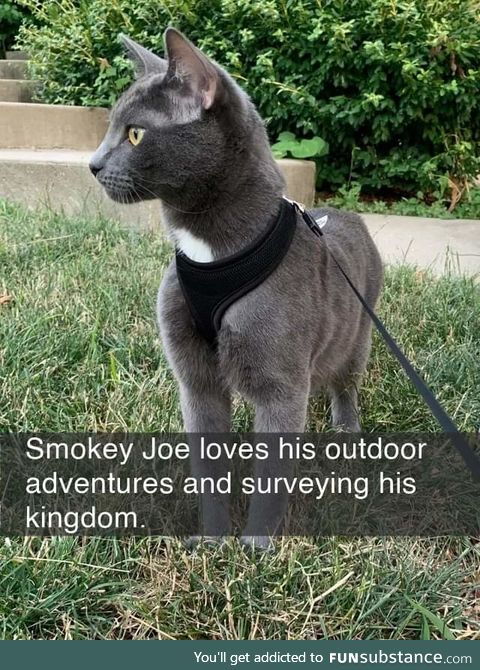 Smokey Joe is a gorgeous lad