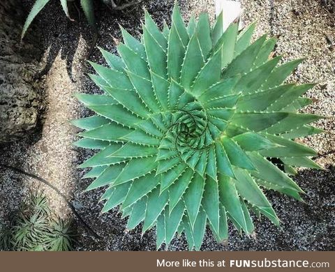 A perfectly symmetrical Aloe Plant