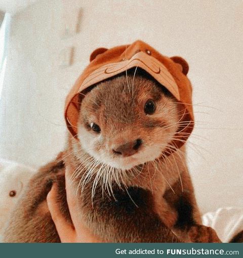 You otter stop scrolling. This is important