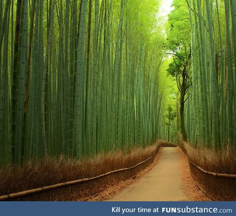 Bamboo forest, japan
