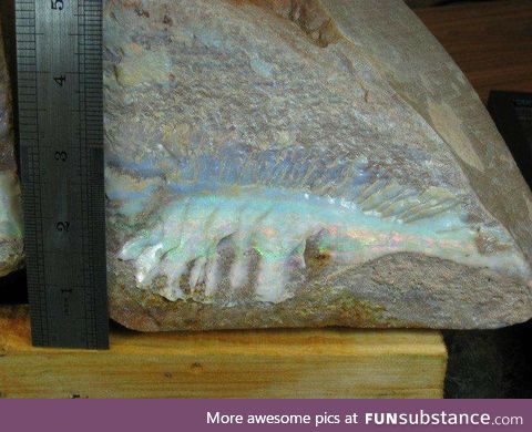 Opalized fish fossil, the only one in existence