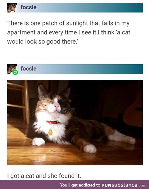 The cat found the sunlight