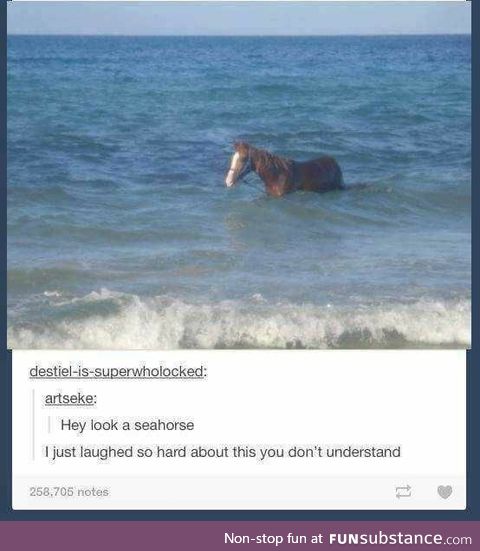 A Sea Horse