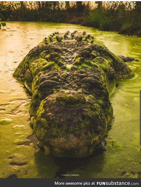 This mossy crocodile in Australia