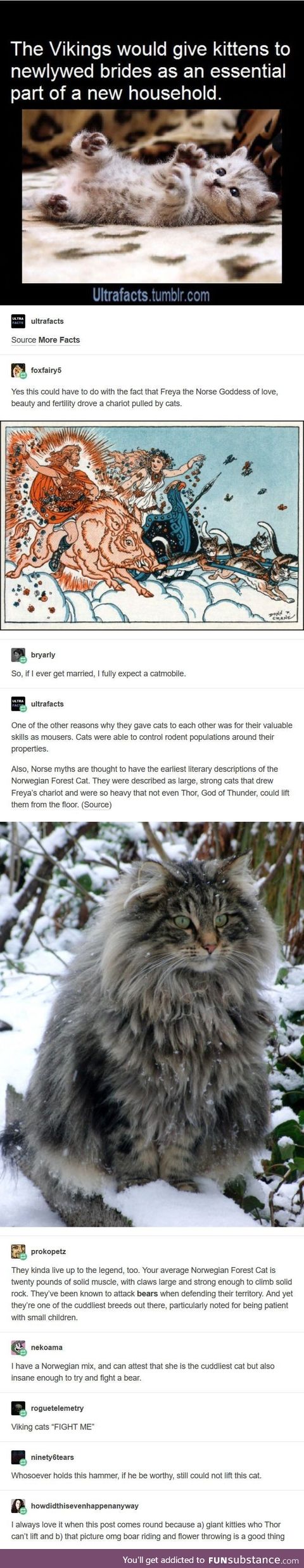 Cats are a Viking's best friend