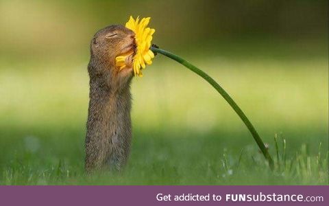 Photographer captures moment 'curious' squirrel stops to smell a flower A photographer in