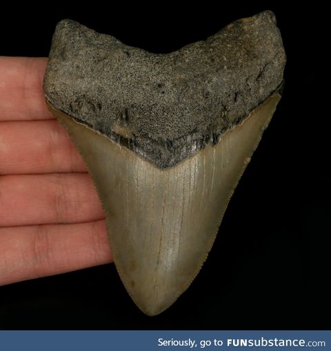 A 3 million year old megalodon shark tooth from North Carolina