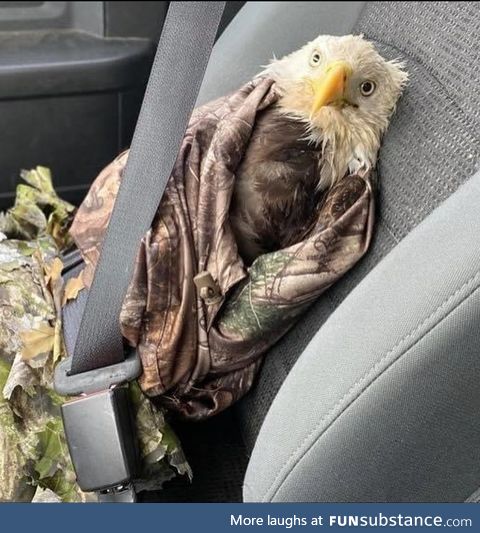 AR Game and Fish rescued this presumed dead eagle and it captures our country's current