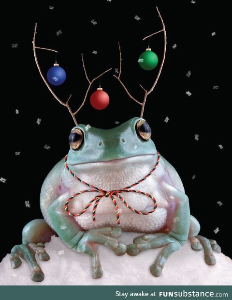 Froggo Fun #335 - Bobby the Baubled Reinfrog