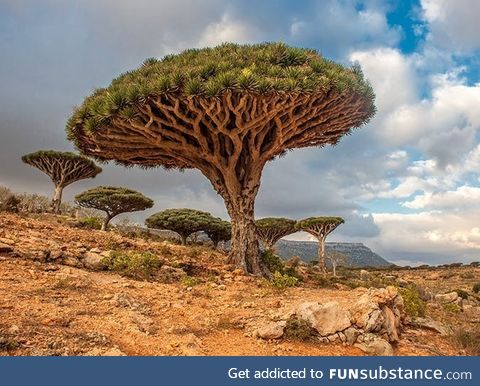 Socotra, yemen