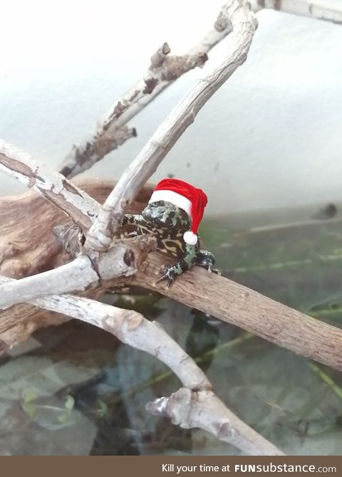 Froggo Fun #337 - Santa Frog's Branching Out