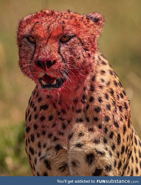 Cheetah, afterkill