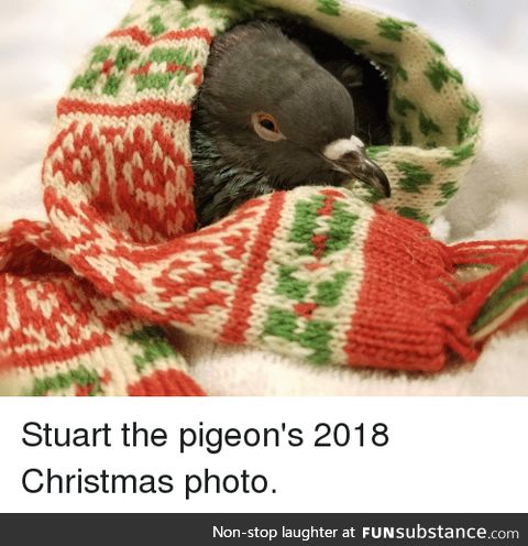 Stuart the Pigeon