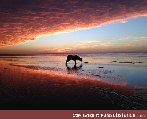 My old dog sniffing new water as the tide comes in against an unbelievable sunset