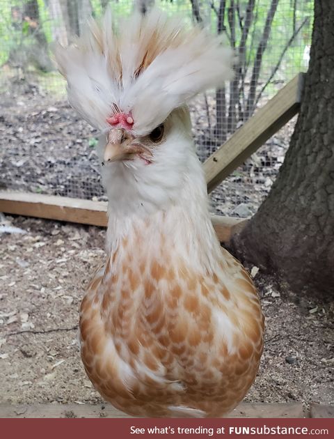 My chicken is definitely a pokemon