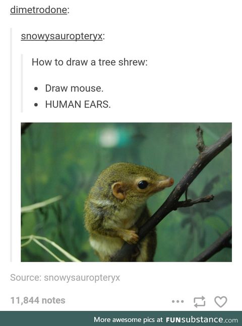 How to draw a humanoid tree shrew