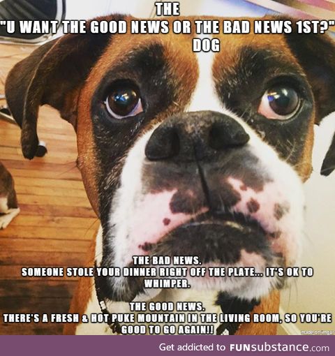 The "U WANT THE GOOD NEWS OR THE BAD NEWS 1ST?" dog
