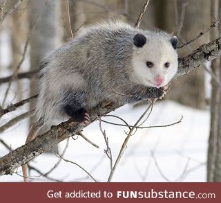 Prewar untimely Opossum (or simply a cute one)