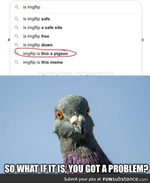 So what if it IS a pigeon?