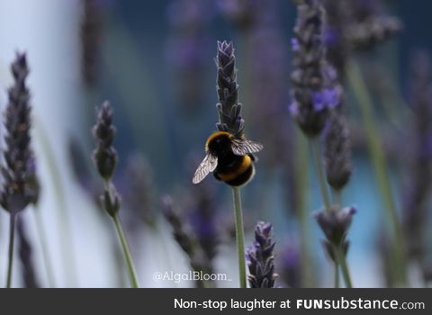 Just a bloody cute bumblebee