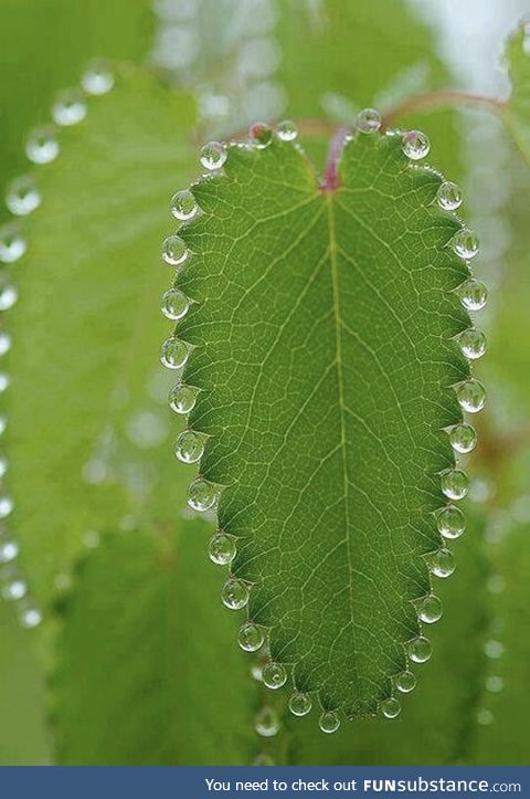 Dew drops decorating a leaf.