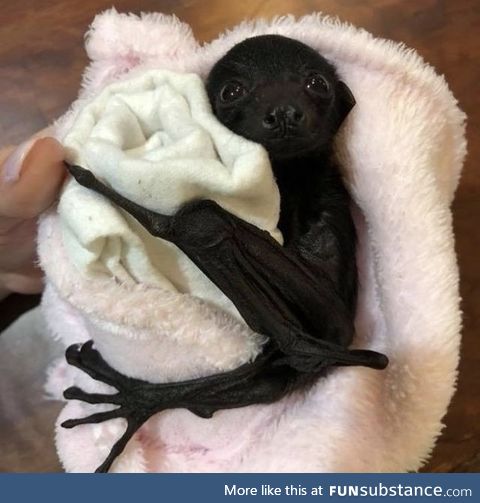 Those eyes!! A baby fruit bat (flying fox).