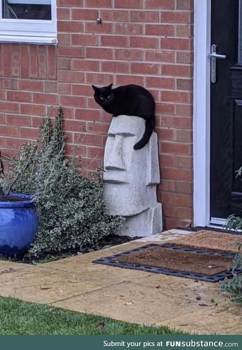 This cat makes this statue look like Elvis