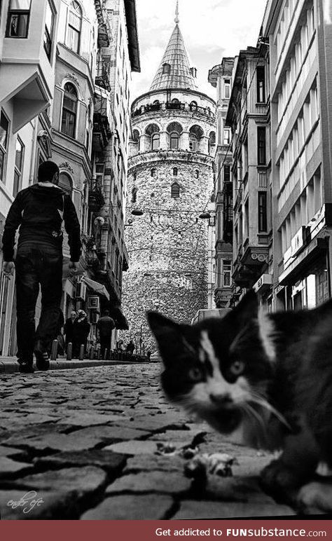 Cat photobomb in Istanbul