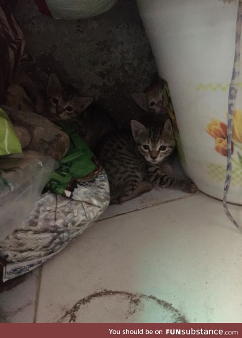 A cat gave birth to these cute little beautiful creatures in house storeroom