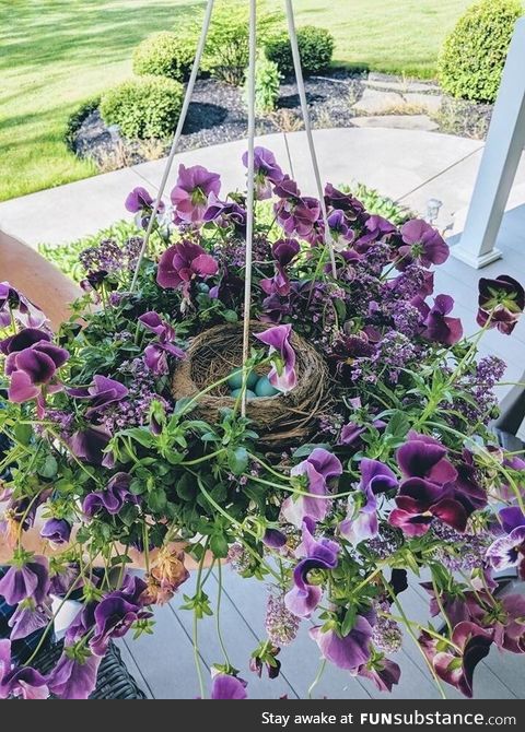 A robin made its nest and laid some eggs in the middle of my hanging basket