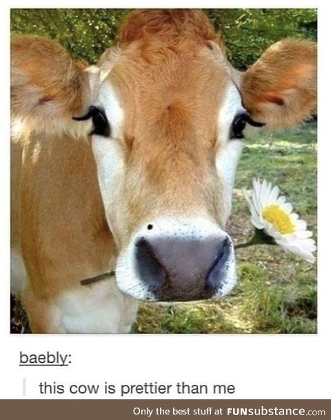 This cow.