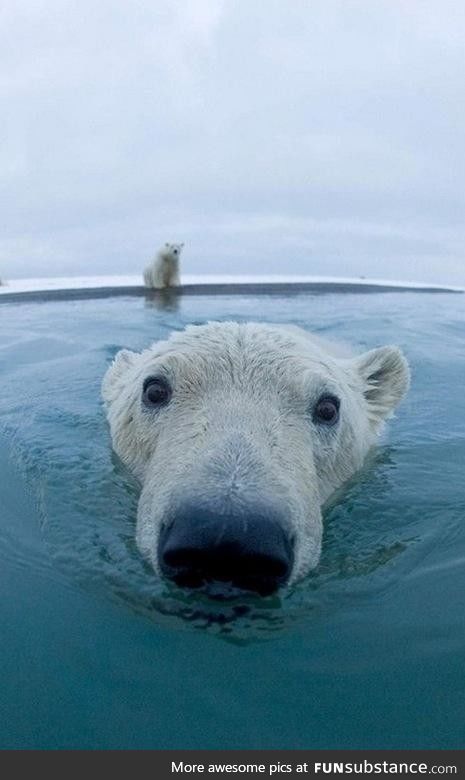 Curious polar bear