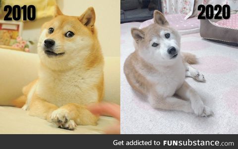 Kabosu (Doge) through the ages