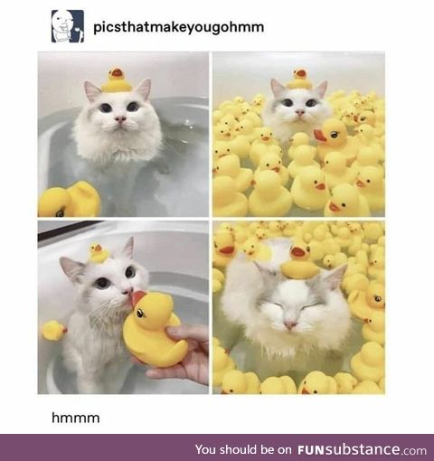 Would this cat surrounded by ducks qualify as a ducat?