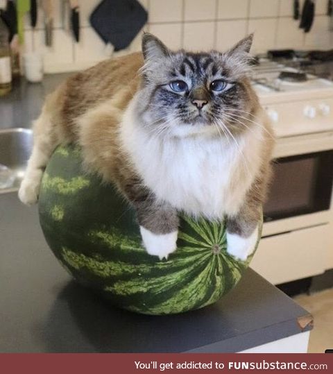 Cat on melon
