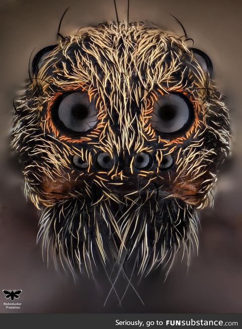 Up close and personal with a Wolf Spider