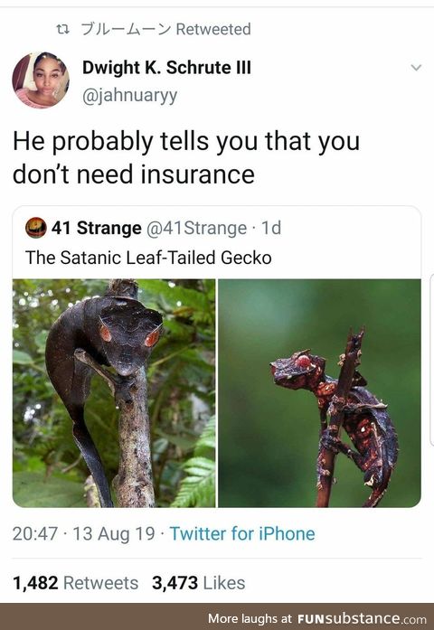 15 minutes won't be enough to save you at all (Satanic Leaf-Tailed Gecko)