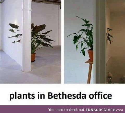Plants in Bethesda's office