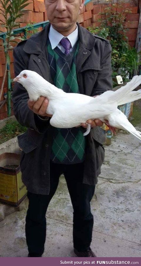 This absolute UNIT of a PIGEON