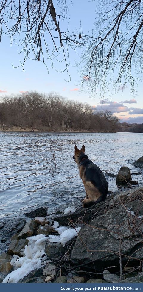 My dog Stella sitting on the shore of the Mississippi during the sunset