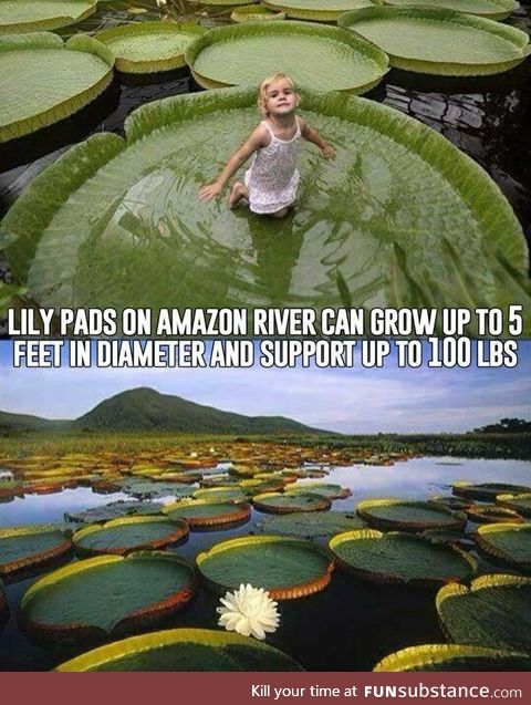 Lilypads on the Amazon